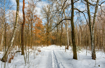 walk in the snowy woods. snow. winter. coldly.