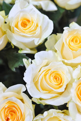 Delicate yellow white roses