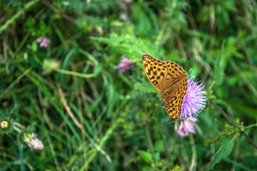 a butterfly sitting on a flower