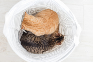 Two cats sitting in fabric basket.