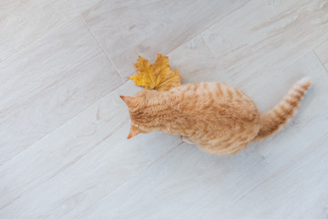 Red cat on floor playing with yellow leaf