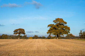 Two oak trees across a harvested farmers field on a sunny winter day with blue sky and light cloud in the county of Sussex, UK.