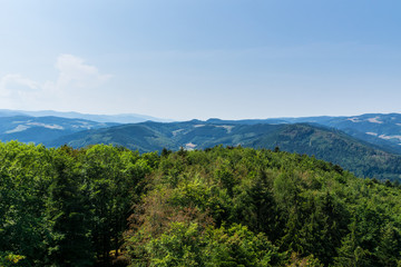 Fototapeta na wymiar Germany, Above tree tops of black forest trees on a mountain