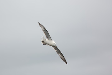 Northern Fulmar (Fulmarus glacialis) in flight, Flying in thermals, Dunbar Harbour, United Kingdom