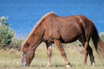 Feral Ponies of Assageague Island