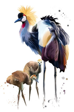 Crowned crane and Chicks. Watercolor painting