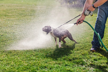 Pet dog being washed in garden