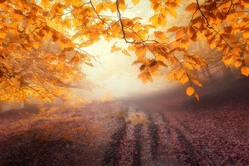 Naklejka na ściany i meble path in the forest in autumn