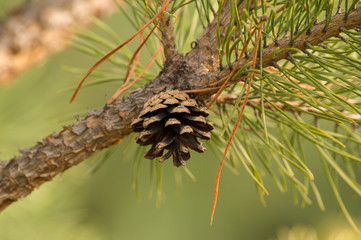 Cones hanging on a branch