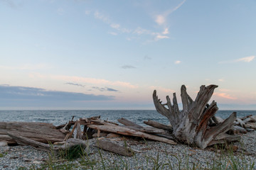 Fototapeta premium driftwood on the beach