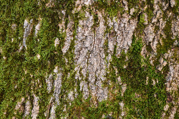 Obraz premium Moss on the bark of a tree