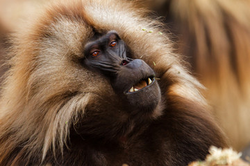 Portrait of a male galada baboon in the Simien Mountains National Park in Ethiopia
