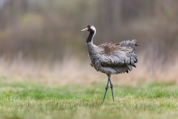 Obraz premium Birds -Common crane (Grus grus)