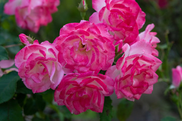Obraz na płótnie Canvas Pink rose flower at Narashino City, Chiba Prefecture, Japan