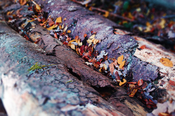 Fototapeta premium Baumstämme im Herbst