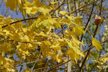 Ahorn (Acer palmatum), gelbes Herbstlaub
