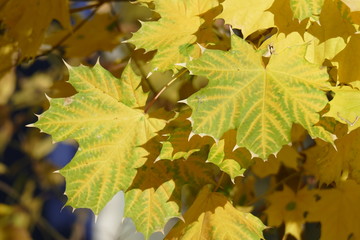 Ahorn (Acer palmatum), gelbes Herbstlaub