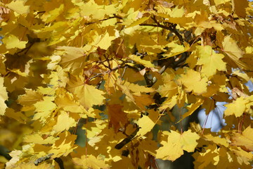Ahorn (Acer palmatum), gelbes Herbstlaub