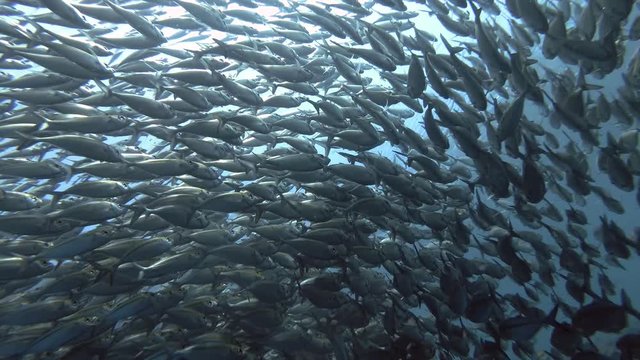 Massive school of Yellowstripe Scad - Selaroides leptolepis swim in the blue water. Low-angle shot, Bali, Oceania, Indonesia
