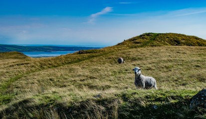 Sheep in Lake District