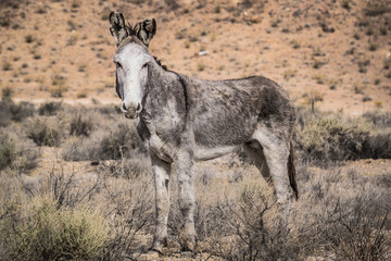donkey in field