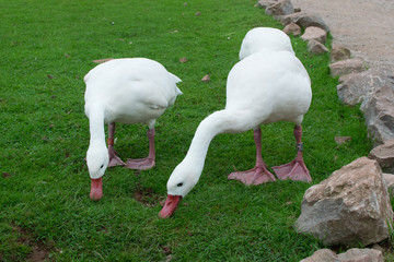 Geese eating Grass