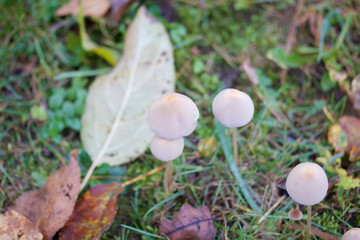 Autumn beauty. Autumn mushrooms among fallen leaves on the lawn.