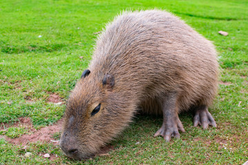 capybara eating