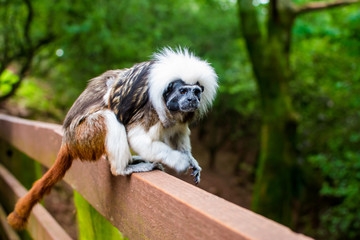 Monkey on a fence