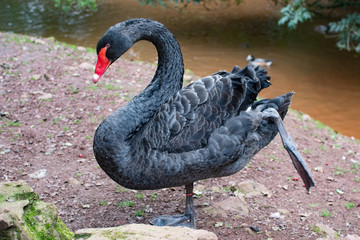 Black Swan
