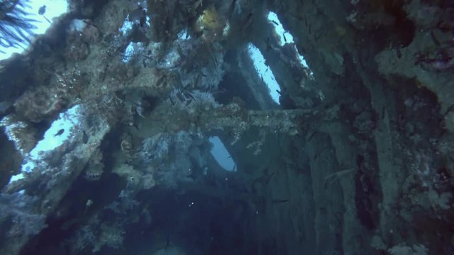 School of bright, tropical fish swim inside the shipwreck USAT Liberty - Bali, Oceania, Indonesia