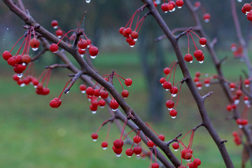 Autumn beauty. Colorful and faded leaves and fruits, dew drops and cobwebs.