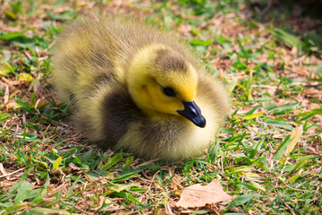 duckling in grass