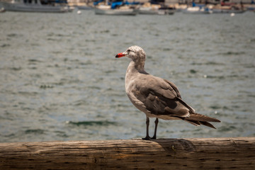 seagull on the beach