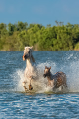 Horses running in the water, beautiful purebred horses in Camargue 
