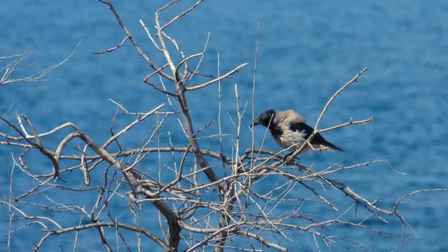 The Crow and the Sea