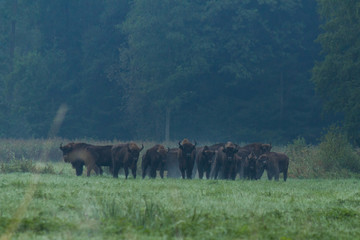 European bison - Bison bonasus in the Knyszyn Forest (Poland)