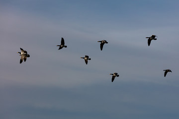 Barnacle geese on the way for wintering