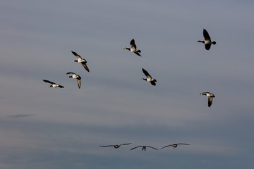 Barnacle geese flying away for wintering