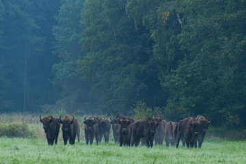 European bison - Bison bonasus in the Knyszyn Forest (Poland)