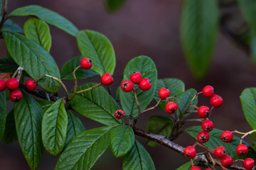 Willow Leaved Cotoneaster Fruits in Autumn
