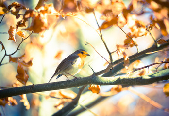 red robin on a tree branch, autumn leaves vintage cross processed effect background
