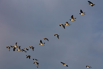 Barnacle geese flying in sunset