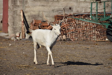 white deer on the farm