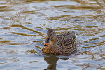 duck in the water