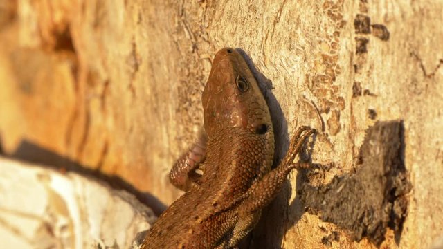 Viviparous lizard flicking tongue