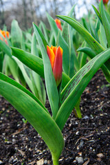 Red tulip in the garden