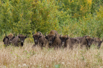 European bison - Bison bonasus in the Knyszyn Forest (Poland)