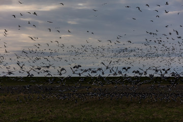 Bram geese flying over a field by the Wadden sea