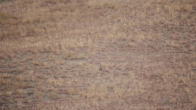 fox is running in the filed 